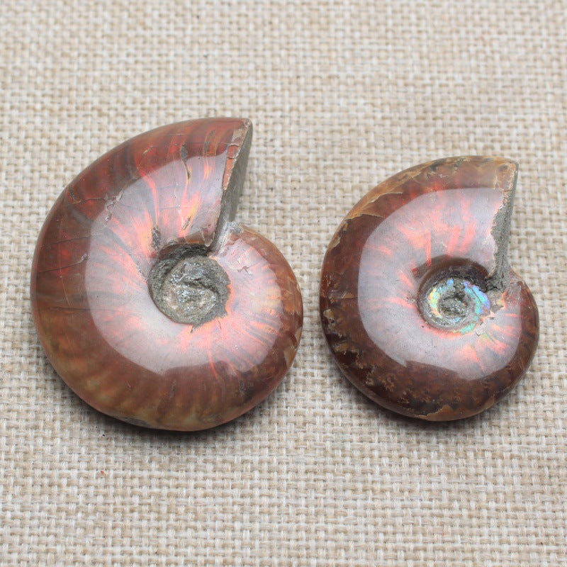 Natural Spotted Snail Shell Ornaments Ore Conch Specimens Raw Stone