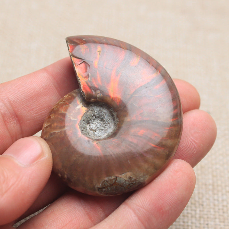 Natural Spotted Snail Shell Ornaments Ore Conch Specimens Raw Stone