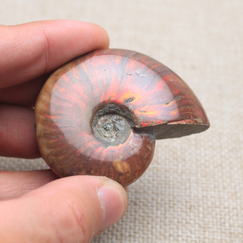 Natural Spotted Snail Shell Ornaments Ore Conch Specimens Raw Stone