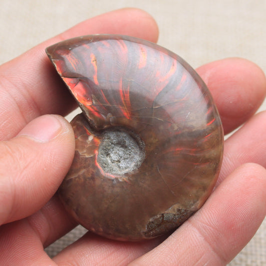 Natural Spotted Snail Shell Ornaments Ore Conch Specimens Raw Stone