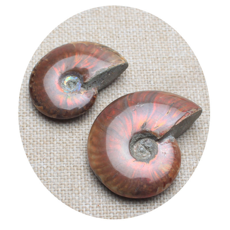Natural Spotted Snail Shell Ornaments Ore Conch Specimens Raw Stone