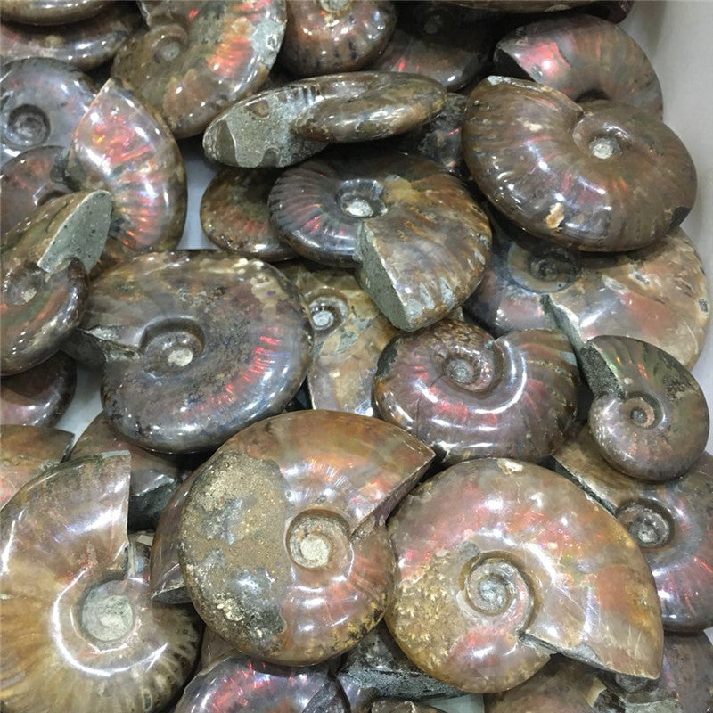 Natural Jade Snail Fossil Specimen