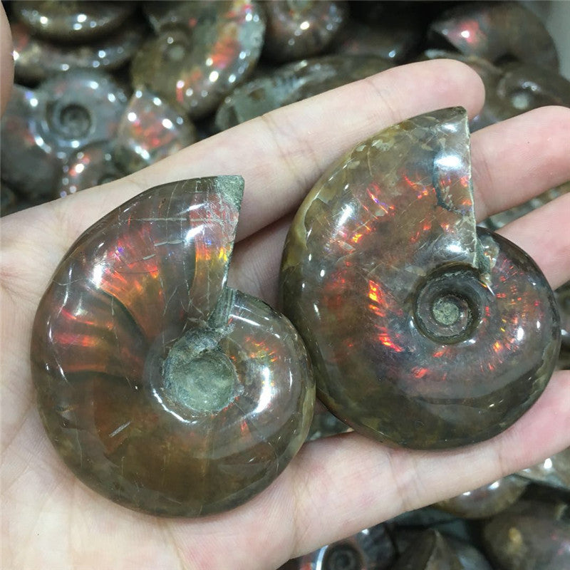 Natural Jade Snail Fossil Specimen