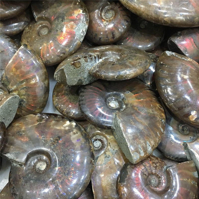 Natural Jade Snail Fossil Specimen