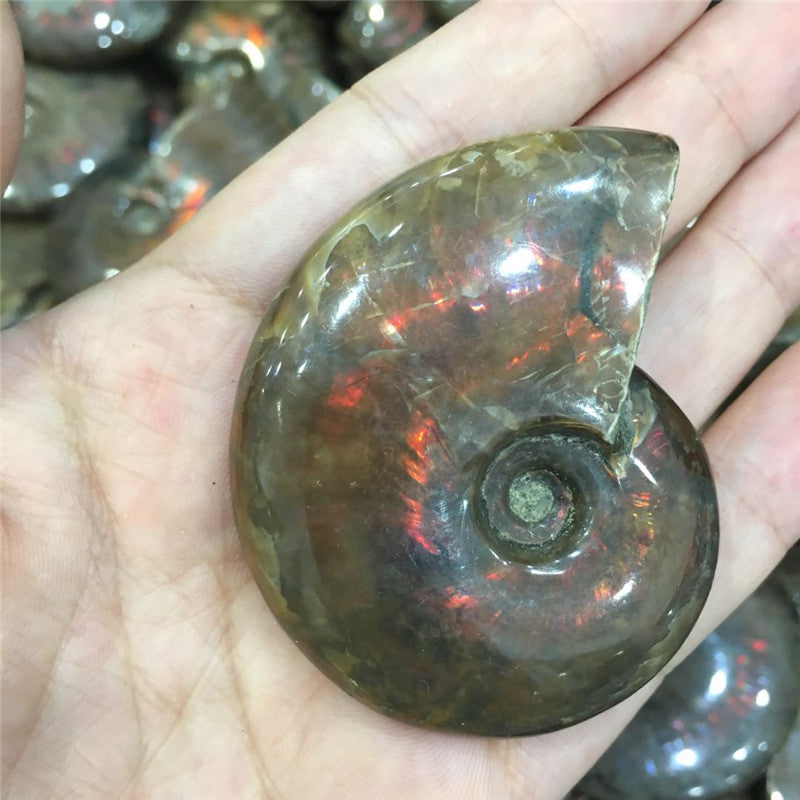 Natural Jade Snail Fossil Specimen