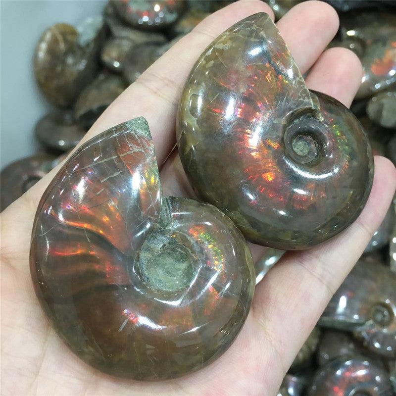 Natural Jade Snail Fossil Specimen